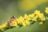 A bee on a stem of yellow flowers